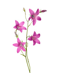 Sticker - dark pink campanula flowers isolated on white