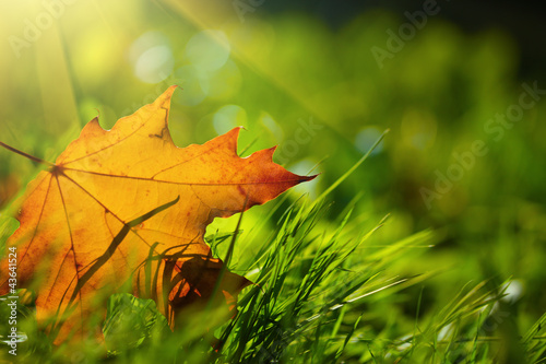 Naklejka - mata magnetyczna na lodówkę Fall leaf on green grass background