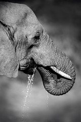 Wall Mural - african elephant drinking