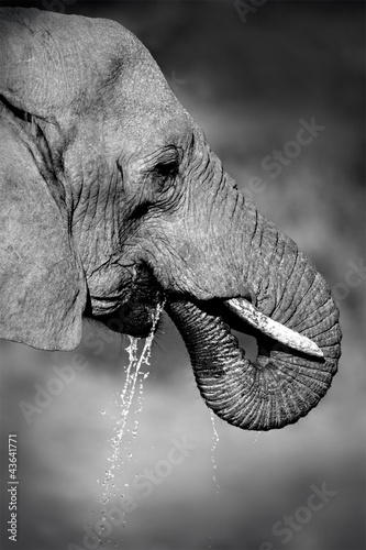 Naklejka - mata magnetyczna na lodówkę African elephant drinking