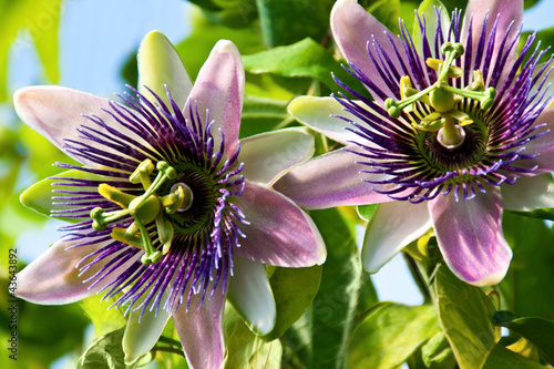 Passiflora - Medizin - 43643892