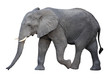 Leinwandbild Motiv elephant