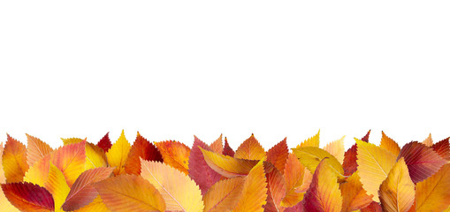 Wall Mural - colorful autumn leaves lying down on the ground
