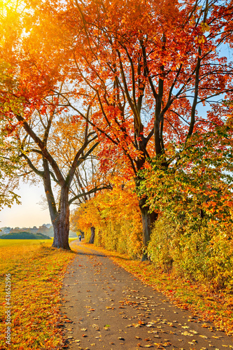 Naklejka na szybę Pathway in the autumn park