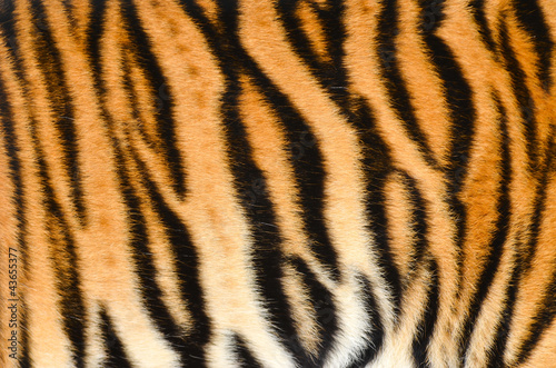 Fototapeta dla dzieci tiger skin