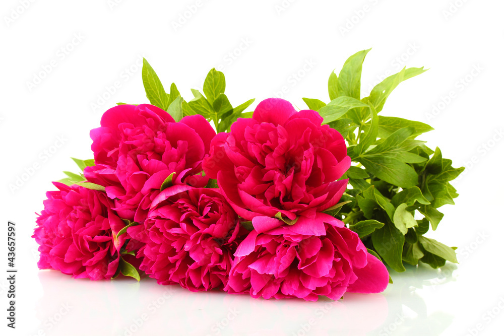 beautiful pink peonies isolated on white