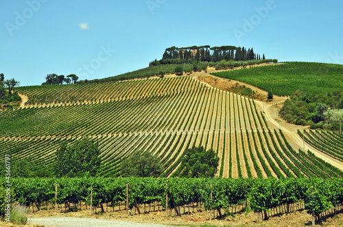 Fotomural I vigneti del Chianti - Toscana