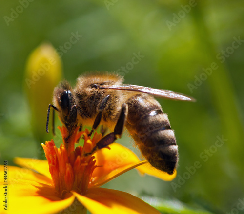 Foto-Schmutzfangmatte - Bee (von gotoole)
