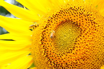 Two Bees on a Sunflower