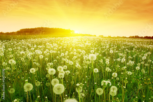 Fototapeta na wymiar Dandelions in meadow during sunset.