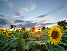 The Landscape Of The Field With Sunflower