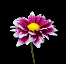Purple Dahlia Flower With Yellow Center Isolated On Black