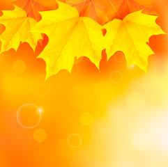 Poster - Autumn background with yellow leaves Vector
