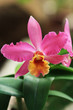 BLUMEN_0091_Orchidee_cattleya