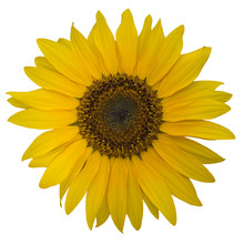 Sunflower Flower Yellow Blossom Free Stock Photo - Public Domain Pictures