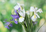 Beautiful bright irises on green background