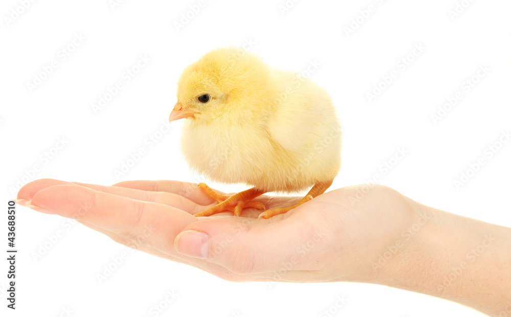 beautiful little chicken on hand isolated on the white