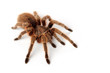 Grammostola Rosea - Rote Chile-Vogelspinne