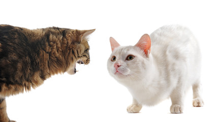 Poster - conflict between cats