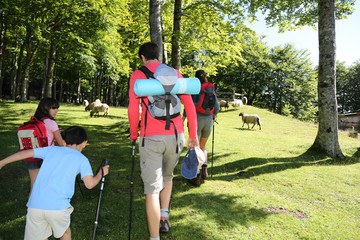 Wall Mural - Back view of family walking in mountain forest