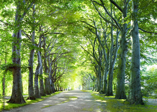 Allee Fototapete | Allee Leinwandbilder | Allee Bildtapete | Allee