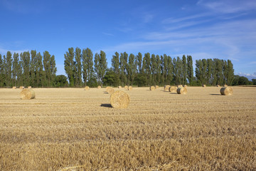 harvest landscape