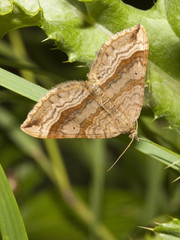 Wall Mural - triple bar moth