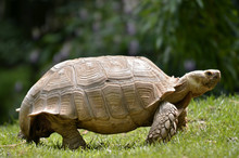 African Spurred Tortoise Walking On Grass