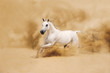 White Arabian Horse running in desert