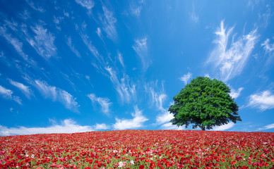 Wall Mural - red poppy field and lone tree