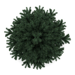 Wall Mural - top view of alpine fir tree isolated on white background
