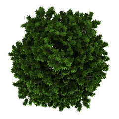 Wall Mural - top view of london plane tree isolated on white background