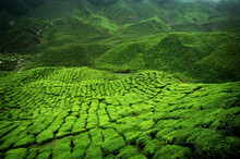 Verdant Tea Plantation