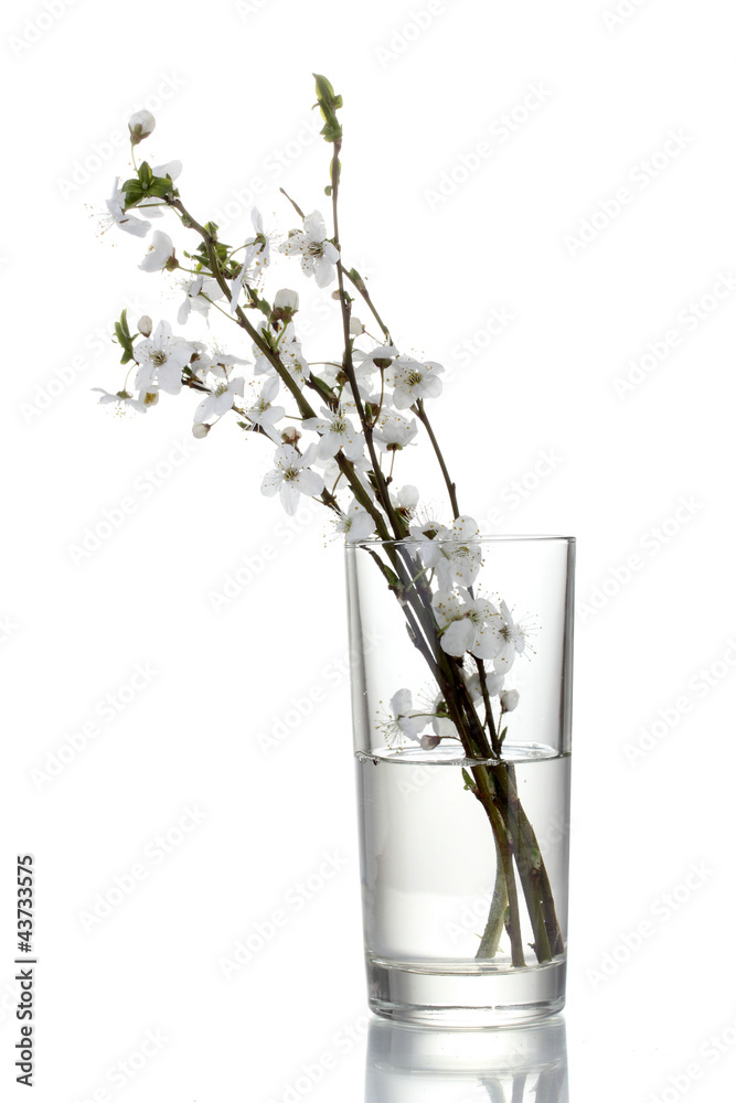 beautiful cherry blossom in vase isolated on white