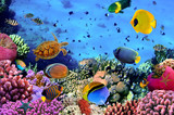 Fototapeta Fototapety do łazienki - Photo of a coral colony