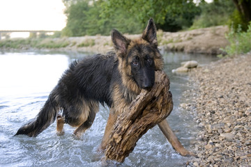 Canvas Print - german shepherd in the water