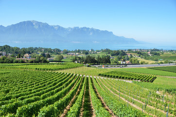 Vineyards near Montreux, Switzerland