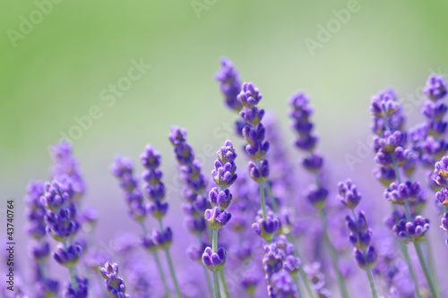 Naklejka na drzwi Lavender