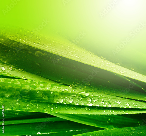 Naklejka na kafelki grass leaf with water drops