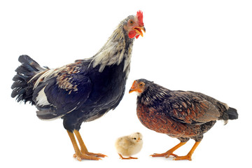 Wall Mural - family of chicken