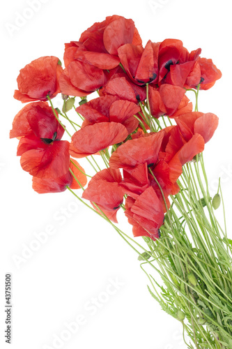 Naklejka na szybę wild field poppies bouquet