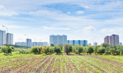 panorama of urban garden