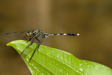 Dragonfly