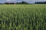 Fototapeta  - Rural landscape with a field of wheat