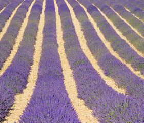 Sticker - Lavendelfeld - lavender field 01