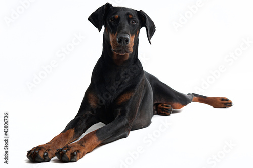 Freundlicher Dobermann Poster Mural XXL