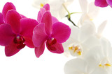Fototapeta Panele - Orchid isolated on white background