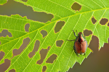 Canvas Print - Beetle on leaf