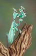 Mantis female
