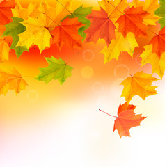 Aufkleber - Autumn background with leaves. Back to school